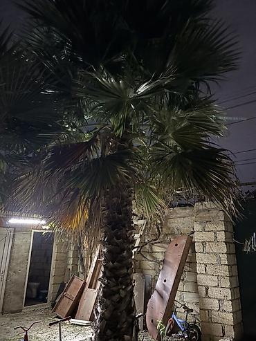 urək gul şəkilləri: Dekorativ palma ağacı – həyət və bağ üçün - Növ: Fan palm (yelpikvari — 1