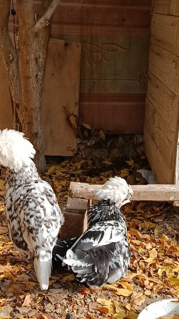 Toyuqlar: Toyuq, Yumurtalıq — 9