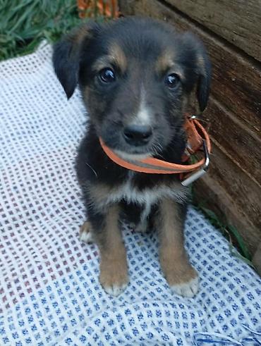 собака щенки: Ищем добрые руки для щенят. активные, ласковые и добрые. около трёх — 3