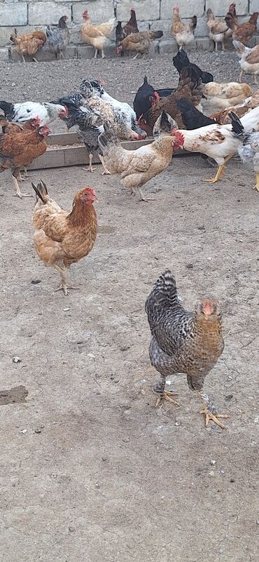 Inəklər, öküzlər: Toyuq, Damazlıq, Pulsuz çatdırılma