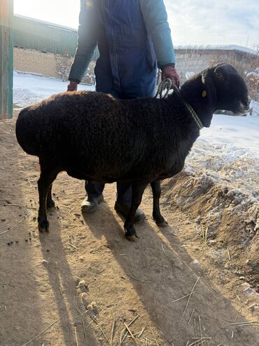 Бараны, овцы: Продаю | Баран (самец) | Эдильбаевская | Для разведения — 7
