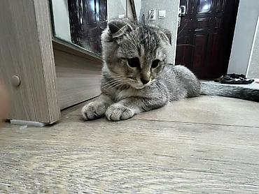Кошки: Скотиш Фолд (Шотландская вислоухая), 4 месяца, Мальчик, Приучена к лотку — 4