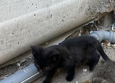 pitomnik temir: Котята ищут заботливых хозяев Описание: - Три котёнка разной масти — 2