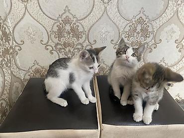 белая вислоухая кошка: Игривые котята, помёт из трёх малышей. - Возраст: примерно 1,5–2 — 2