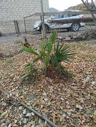 bitki toxumlarinin satisi: Palma ağacları qiymət boyuna görə dəyişir — 4