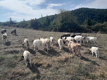 qoyun əti qiyməti: Dişi, il: 3, 35 kq, Damazlıq, Ünvandan götürmə