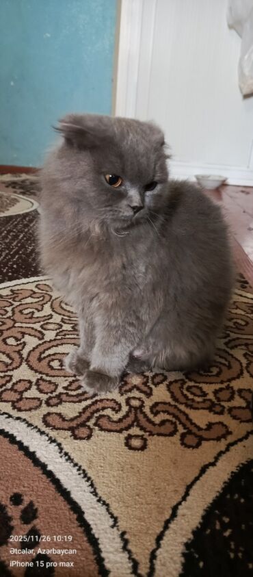 Pişiklər: Şotland — 10