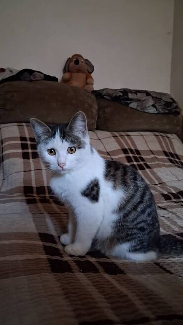 продажа породистых кошек: Домашние котята-подростки. В связи с уездом ищем добрые ласковые