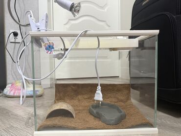 cuce ucun su qabi: Şüşə terrarium, kiçik sürünənlər və ya amfibiyalar üçün uyğun