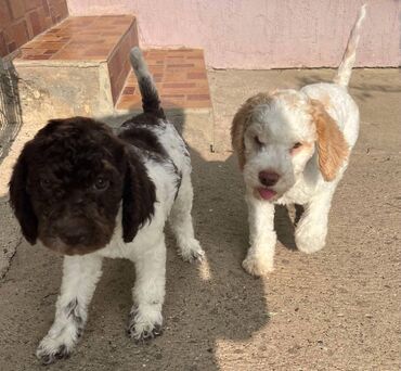 Psi: Nasa odgajivacnica lagotto romagnolo pasa A GANG OF LAGOTTA FCI 7244 — 6