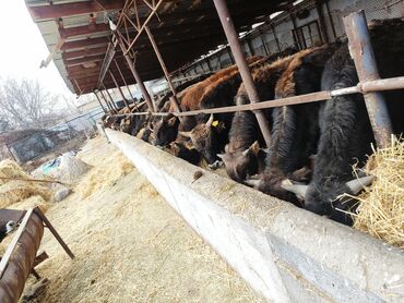 Коровы, быки: Продаю | Бык (самец) | На откорм — 4