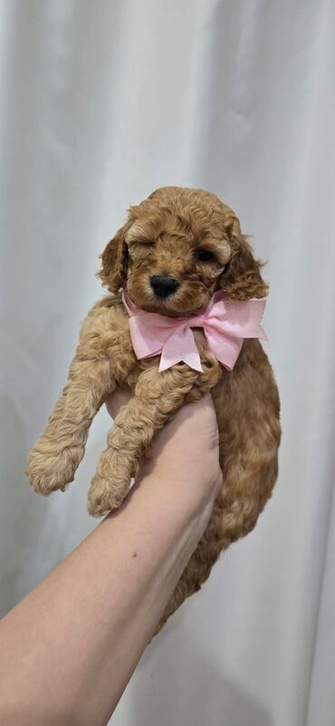 İtlər: Pudel, 1 ay, Dişi — 2