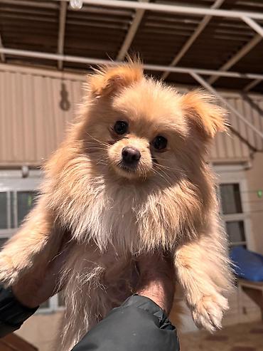 İtlər: Şpitz, 1 il, Erkek, Peyvəndli — 2