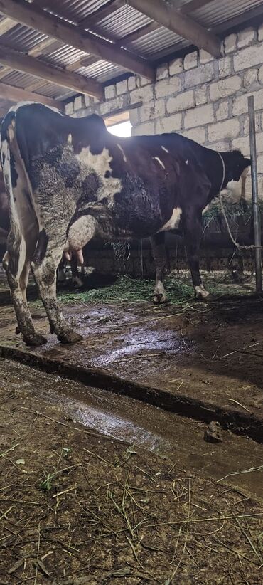 boğaz inəklər: Dişi, Simental, il: 3, 500 kq, Damazlıq, Südlük, Ödənişli çatdırılma