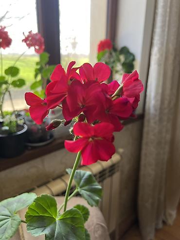 Otaq bitkiləri: Her cure guler var veregliyin baxin ancag xanimlara satiş olur Gencedi — 39