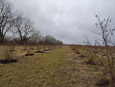 Torpaq sahələrinin satışı: Kənd təsərrüfatı -da lalafo.az — 17 Torpaq sahələrinin satışı: Kənd təsərrüfatı — 17