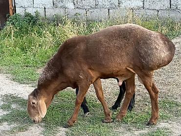 Баран, овца: Продаю | Баран (самец) | Гиссарская, Арашан, Полукровка | Для разведения | Осеменитель, Племенные — 12