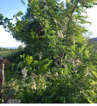 Tavalar: Akasiya ağacı, arıçılıq üçün çox əlverişlidir. Boylar 0.80-2.5 m qədər
