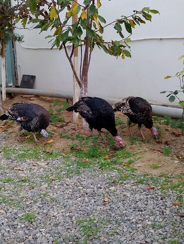 Cücələr: Hinduşka cücələri, Damazlıq — 34