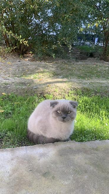 сабака и девочка секс: Шотландская вислоухая кошка (Scottish Fold), окрас блю-пойнт. - — 1