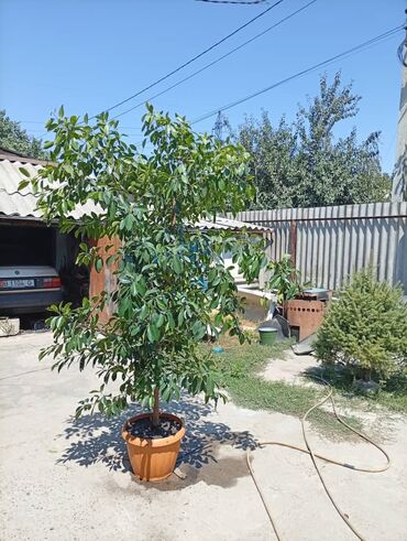 фикус гулу: Продается крупный декоративный фикус - Вид: вечнозелёный декоративный