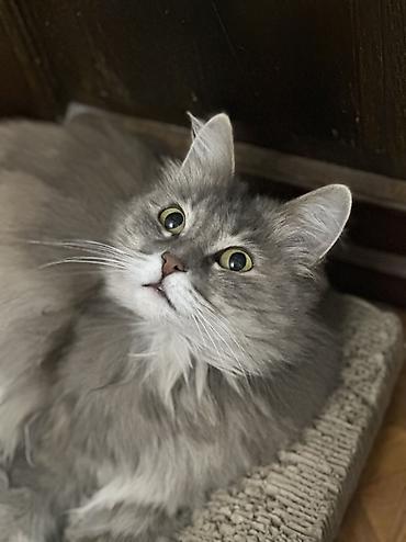 Вязка кошек: Кошка даром: Беспородная, 1 год, Девочка, Кастрирована, Приучена к лотку, Проглистована — 8