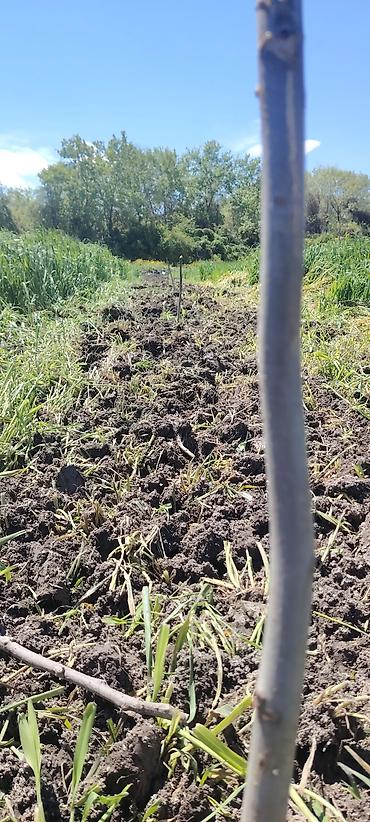 Ağaclar: Məhsul: Meyvə bağı (intensiv tipli) Təsvir: - Çoxillik meyvə ağacları — 9