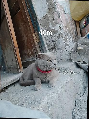 erkey pisik adlari: Erkək, Cütləşmə üçün, Ünvandan götürmə — 1