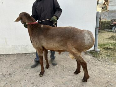 Бараны, овцы: Продаю | Баран (самец) | Полукровка | Для разведения | Осеменитель — 8