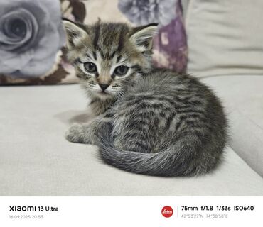 коты в оше: Породасыз, 1 айлык, Эркек, Боз, Аргын, Лотокко барууга үйрөтүлгөн, Курттардан тазаланган