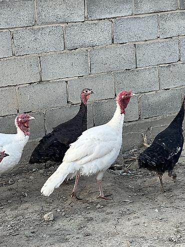 Птицы: Самки и самцы — 8