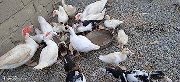 cücə gəncə: Muscovy (Hind) ördəkləri – müxtəlif yaşlarda sürü - Cins: Muscovy — 6