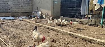 Куры, петухи: Продаю | Куры | Несушки — 7