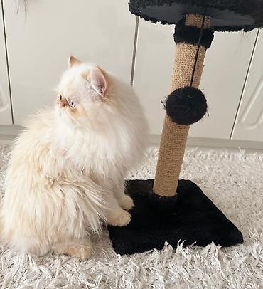 Кошки: Шотландская вислоухая — 6