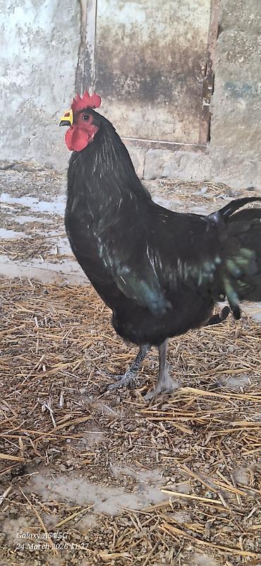 qaz farm: Xoruz, il: 1 — 10