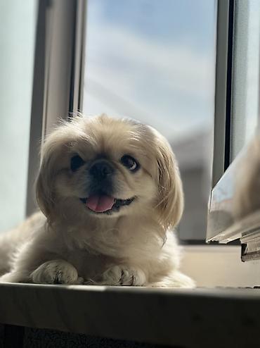 balonka it satilir: Pekines, 4 il, Dişi, Pulsuz çatdırılma, Ünvandan götürmə — 4
