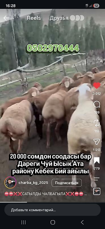 ягненок козу: Продаю | Овца (самка) | Для разведения | Матка — 2