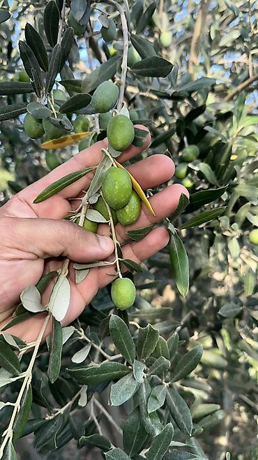 pip agaci meyvesi: Türk sortu zeytun kilousu 2 manatdan — 1