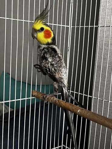 птица с длинным клювом: Продаю попугая Корелла вместе с большой клеткой Он не болен!!! У него