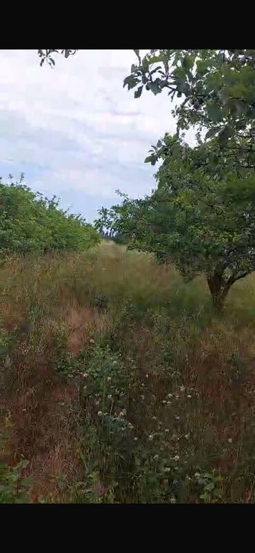 Torpaq sahələrinin satışı: 150 sot, Biznes üçün, Barter mümkündür, Kupça (Çıxarış) — 9