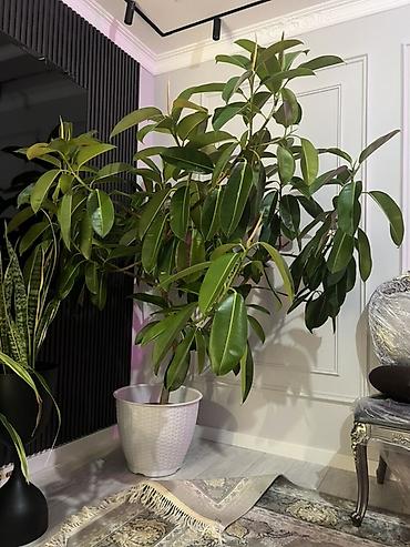 Диффенбахии: Комнатные растения в декоративных горшках - Диффенбахия крупнолистная — 48