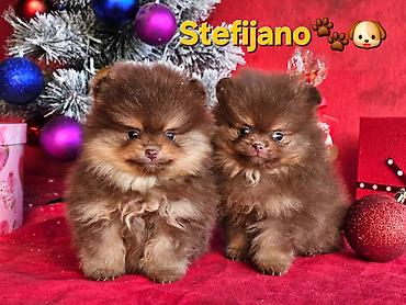 Psi: Pomeranac Boo. NOVO! Ekskluzivni dugo ocekivani stenci pomeranca u — 21