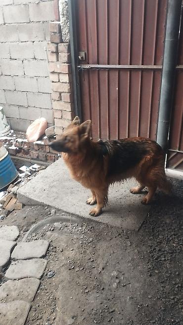 Продажа собак: Немецкая овчарка, 3 года, Самка, С прививкой — 7