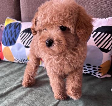 Psi: Nasa odgajivacnica se nalazi u Indjiji i bavimo se uzgojom pasa 15 — 5