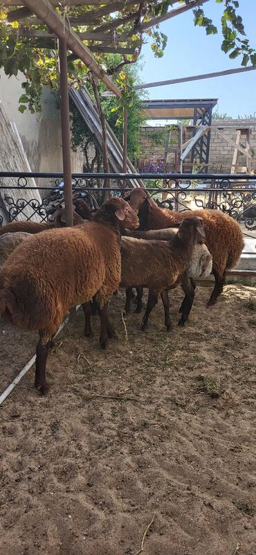 Qoyunlar, qoçlar: Erkək, Qala, il: 2, 90 kq, Damazlıq, Ünvandan götürmə — 6