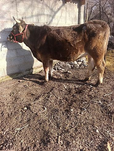 Коровы, быки: Продаю | Корова (самка) | Для молока | Привязанные — 7