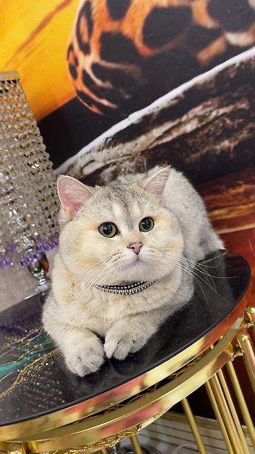 silver şinşilla: Şinşilla, Erkək, Cütləşmə üçün — 3