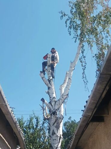 я ищу работу разнорабочий: Пилим опасные деревья,снимаем ветки по частям мешающие крыши забору и