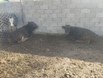 декоративные кролик: Продаю | Бык (самец) | Швицкая | На откорм