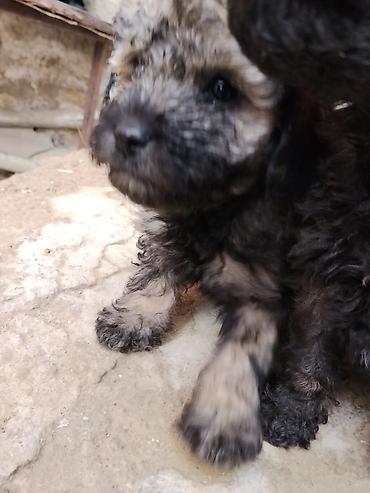 İtlər: Pudel — 8